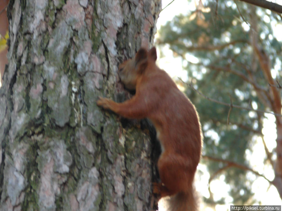 Осенняя медитация Киев, Украина Осенняя медитация Киев, Украина