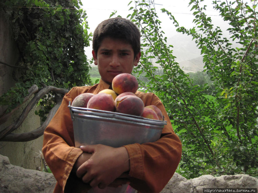 торгует персиками на трассе Афганистан