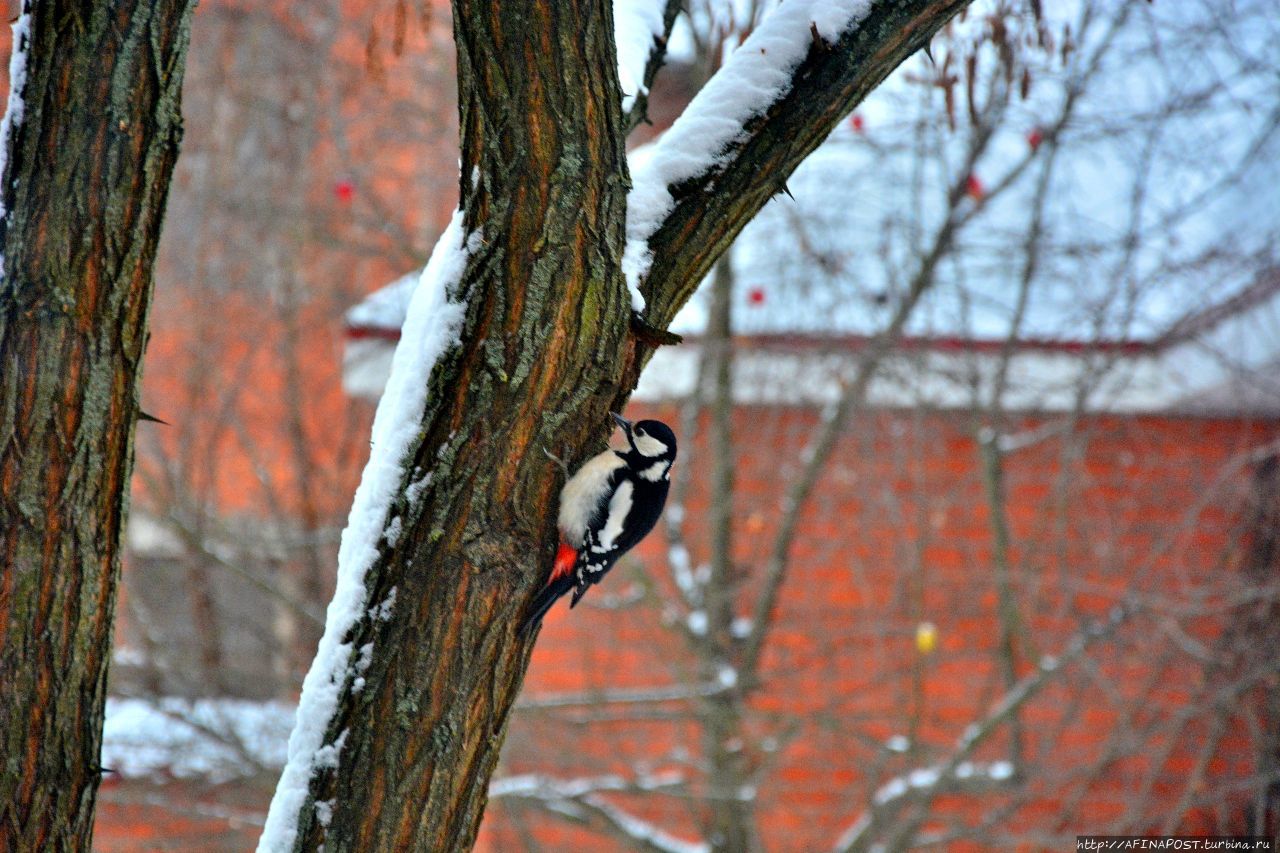 Зима. Пёстрый дятел Москва и Московская область, Россия Зима. Пёстрый дятел Москва и Московская область, Россия