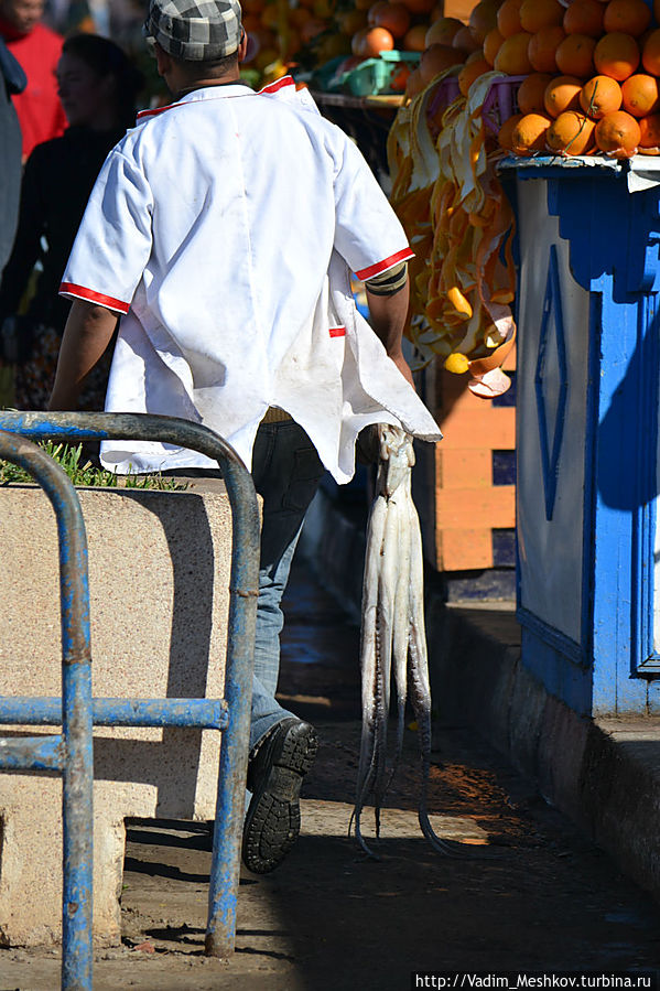 Осьминог Осьминог