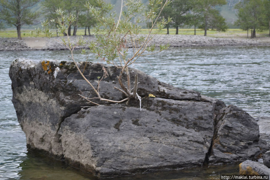 Борьба за жизнь. Республика Алтай, Россия Борьба за жизнь. Республика Алтай, Россия
