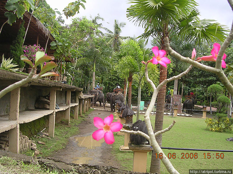 Чудо в перьях. Живность острова Бали Нуса-Дуа, Индонезия
