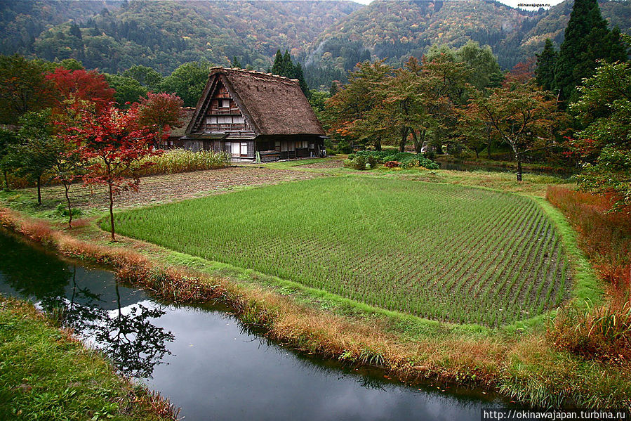 Традиционный дом в стиле гассё-дзукури и рисовое поле осенью. Сиракава, Япония Префектура Гифу, Япония