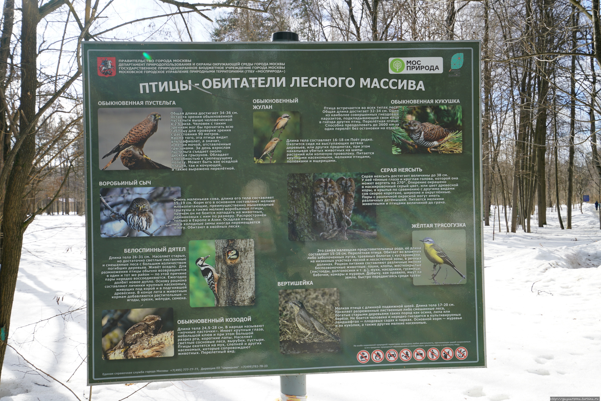 Стенд птицы обитатели лесного массива в Бирюлевском дендропарке