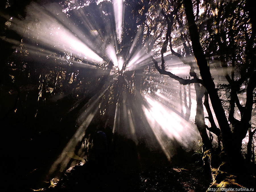 Свет и тени филиппинского леса Остров Минданао, Филиппины