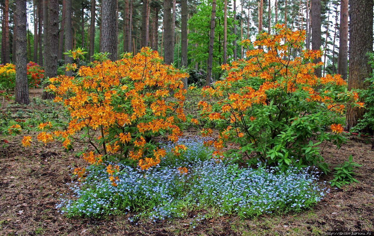 Селекционно-испытательный питомник рододендронов Бабите, Латвия