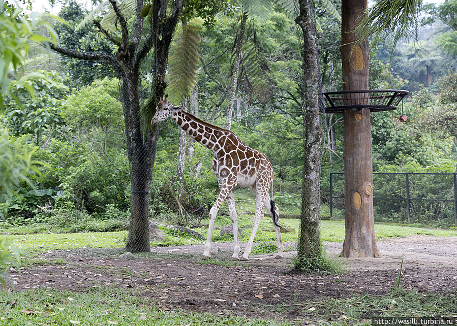 Жириновский спешит за морковкой... Жириновский спешит за морковкой...