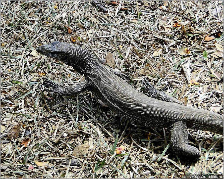 Местная рептилия Уилпатту Национальный Парк, Шри-Ланка
