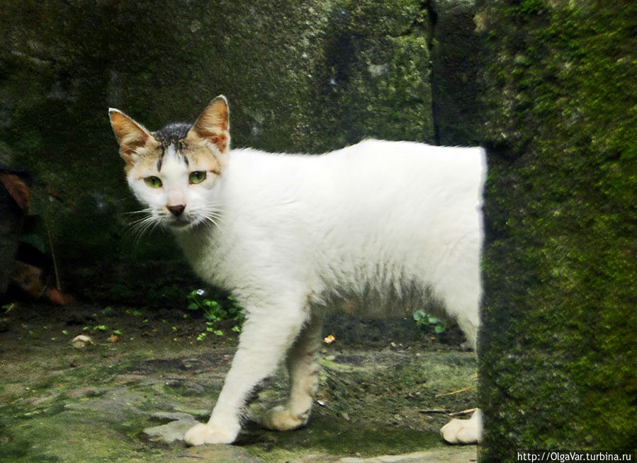 Филиппинская кошка Булусан, Филиппины