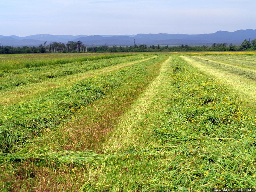 Поле готово для работы агрегатов — подборщиков и ворошилок. Южно-Сахалинск, Россия Поле готово для работы агрегатов — подборщиков и ворошилок. Южно-Сахалинск, Россия