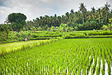 Рисовые поля по дороге к дворцу