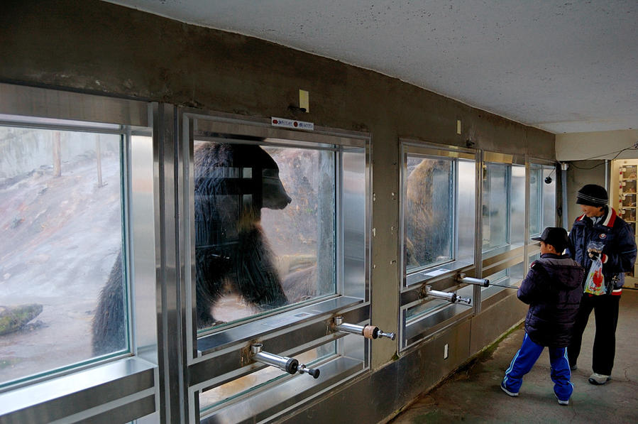Кормление медведей Ноборибецу, Япония