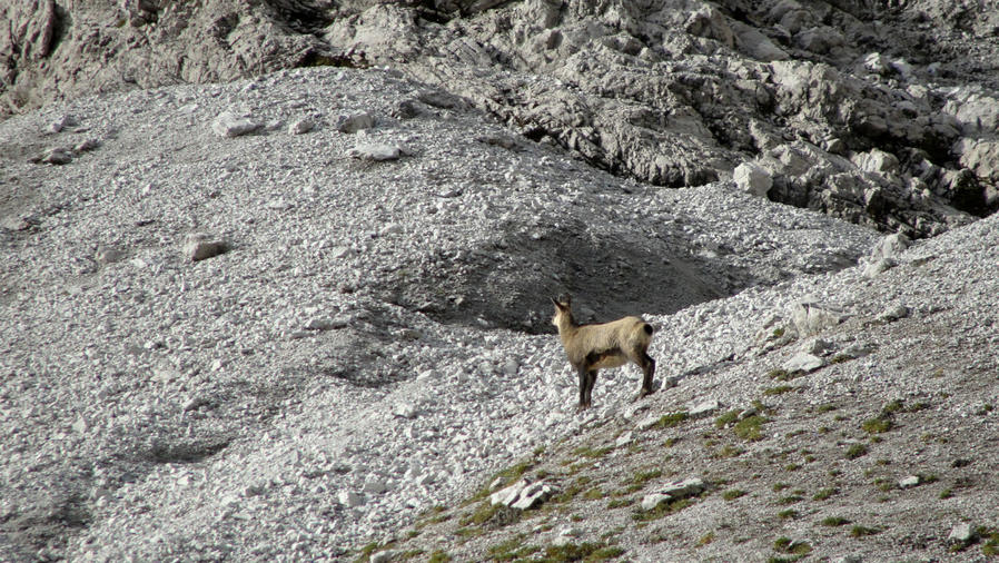 Фото-охота на безымянном перевале близ Дахштайна Рамзау-ам-Дахштайн, Австрия