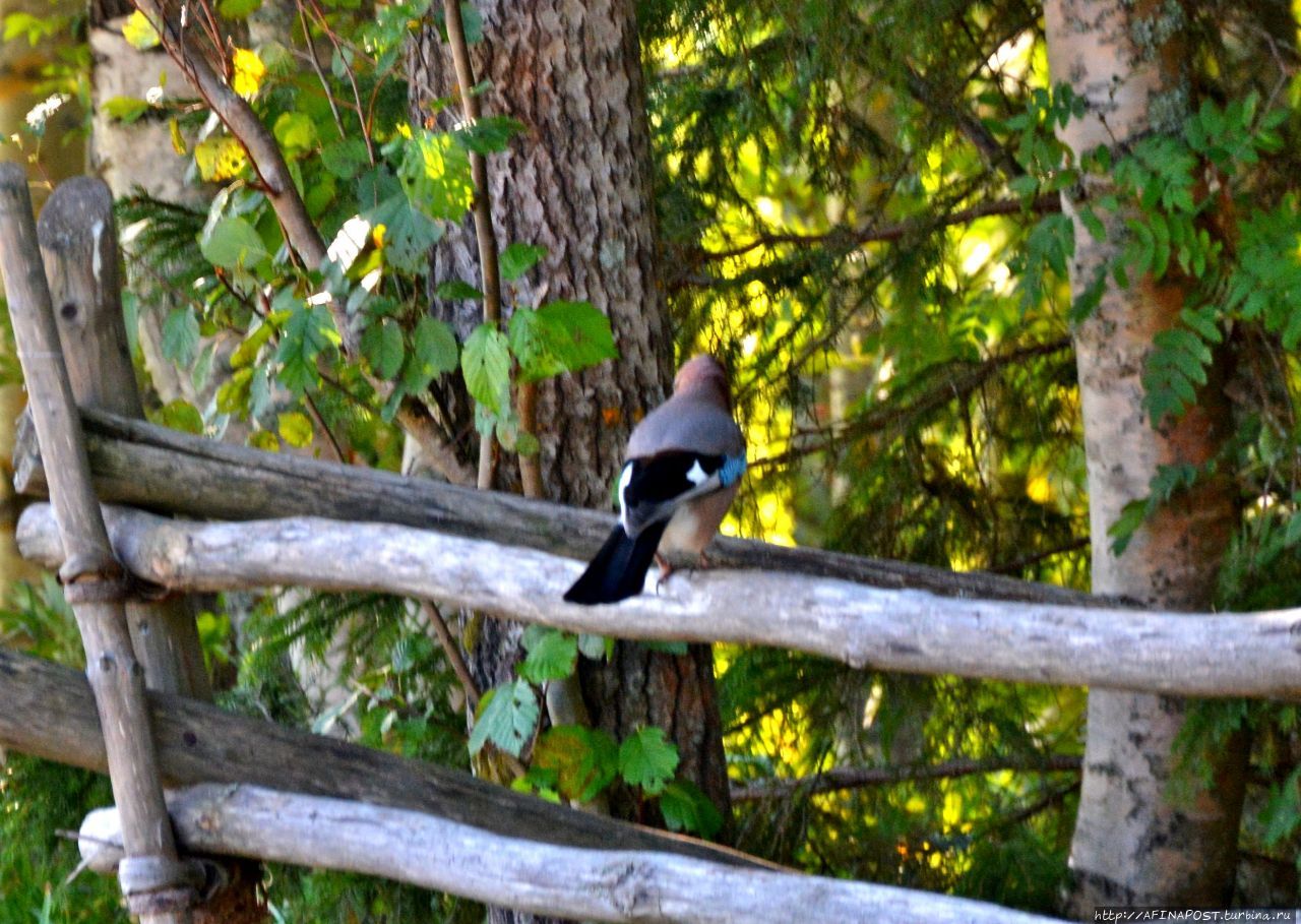 Сойки архангельского леса Архангельская область, Россия Сойки архангельского леса Архангельская область, Россия