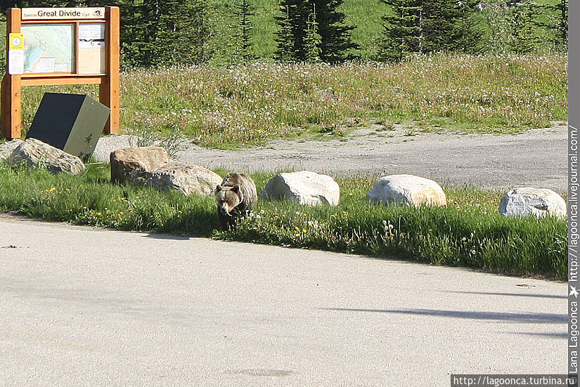 Гризли Гризли