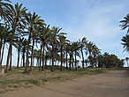 пальмовая роща в Пунта-Приме