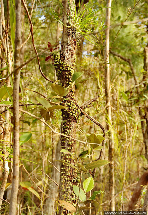 Как ни спешила, все равно постоянно отвлеклась на всякие необычные растения Бако Национальный Парк, Малайзия