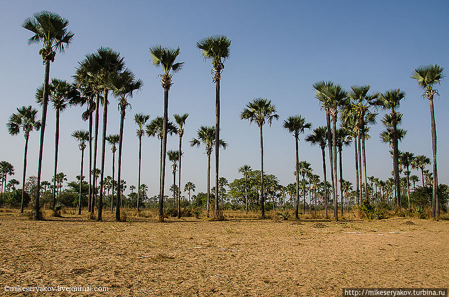 Cенегал. Пальмовый сад. Заключение. Мбур, Сенегал Cенегал. Пальмовый сад. Заключение. Мбур, Сенегал