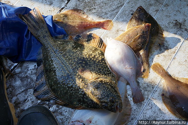 Вот такая рыбалка Южно-Сахалинск, Россия Вот такая рыбалка Южно-Сахалинск, Россия