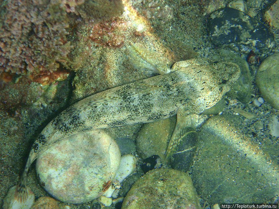 Подводный мир Турции Турция Подводный мир Турции Турция