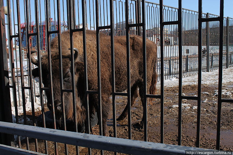 Европейский зубр (Bison bonasus)

Изначальный ареал зубров распространялся от Пиренейского полуострова до Западной Сибири и включал также Англию и южную Скандинавию. Ещё в средние века люди высоко ценили зубров и защищали их от браконьеров, но с годами популяция неуклонно сокращалась. Вскоре зубра можно уже было встретить только в Беловежской пуще и на Кавказе. Катастрофой для зубров стала Первая мировая война и годы разрухи. Последний живущий на свободе зубр был убит браконьерами в Польше в 1921, а на Кавказе последних трех зубров убили — в 1926 году в окрестностях горы Алоус. В зоопарках и частных владениях всего мира сохранились лишь 66 животных. По инициативе польского зоолога Яна Штольцмана во Франкфурте-на-Майне в 1923 году было создано Международное общество охраны зубра. Сегодня выселенные по специальным программам из зоопарков на природу популяции зубров обитают в Польше, Белоруссии, Литве, Молдавии, Украине, на Кавказе и в России.