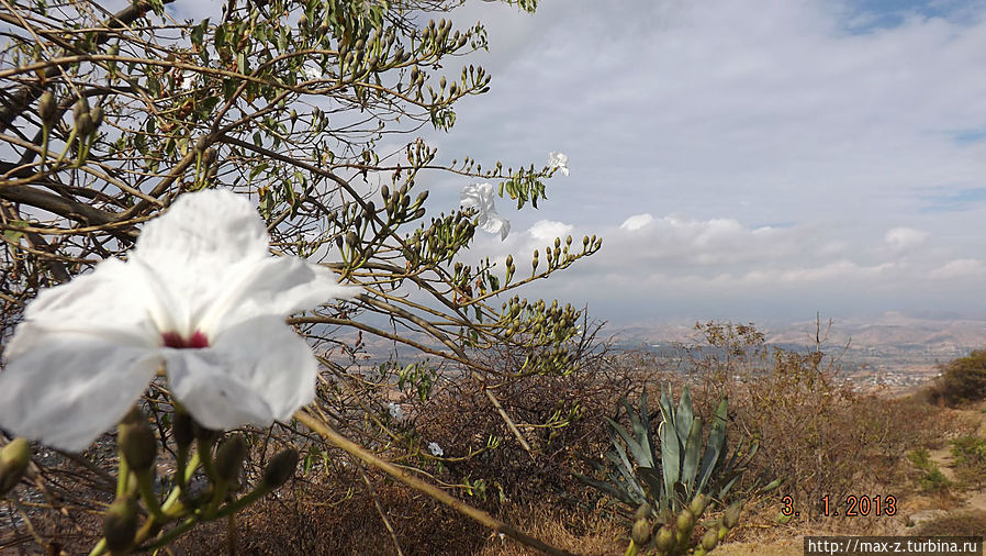 Наверное примерно такими цветками на деревьях, растущих на холме, был усеян этот самый холм. Поэтому город на вершине назвали Монте Альбан. В переводе с индейского — белый город. Штат Оахака, Мексика