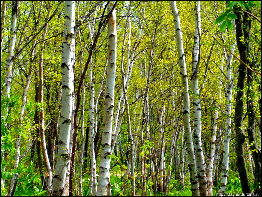 И в этом есть очарование... Южно-Сахалинск, Россия И в этом есть очарование... Южно-Сахалинск, Россия