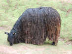 Самый меховой представитель семейства — альпака сури. Здесь можно состричь и побольше 250 гр шерсти
