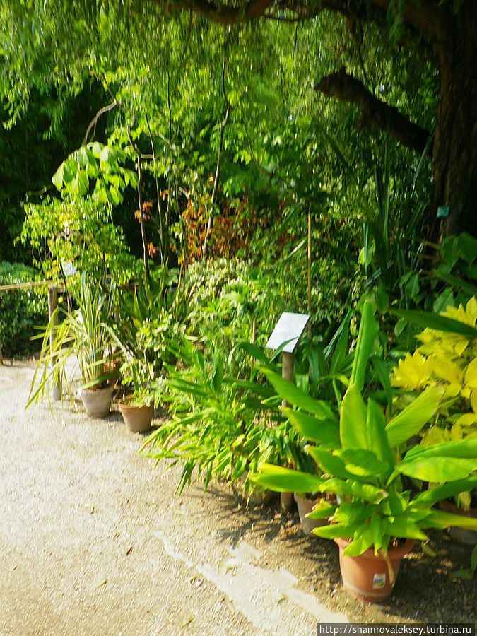 Феррара. Ботанический сад Феррара, Италия Феррара. Ботанический сад Феррара, Италия