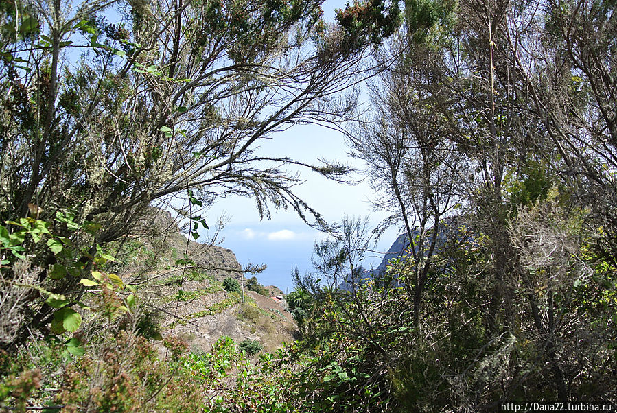 Реликтовый лаврово-вересковый лес Реликтовый лаврово-вересковый лес