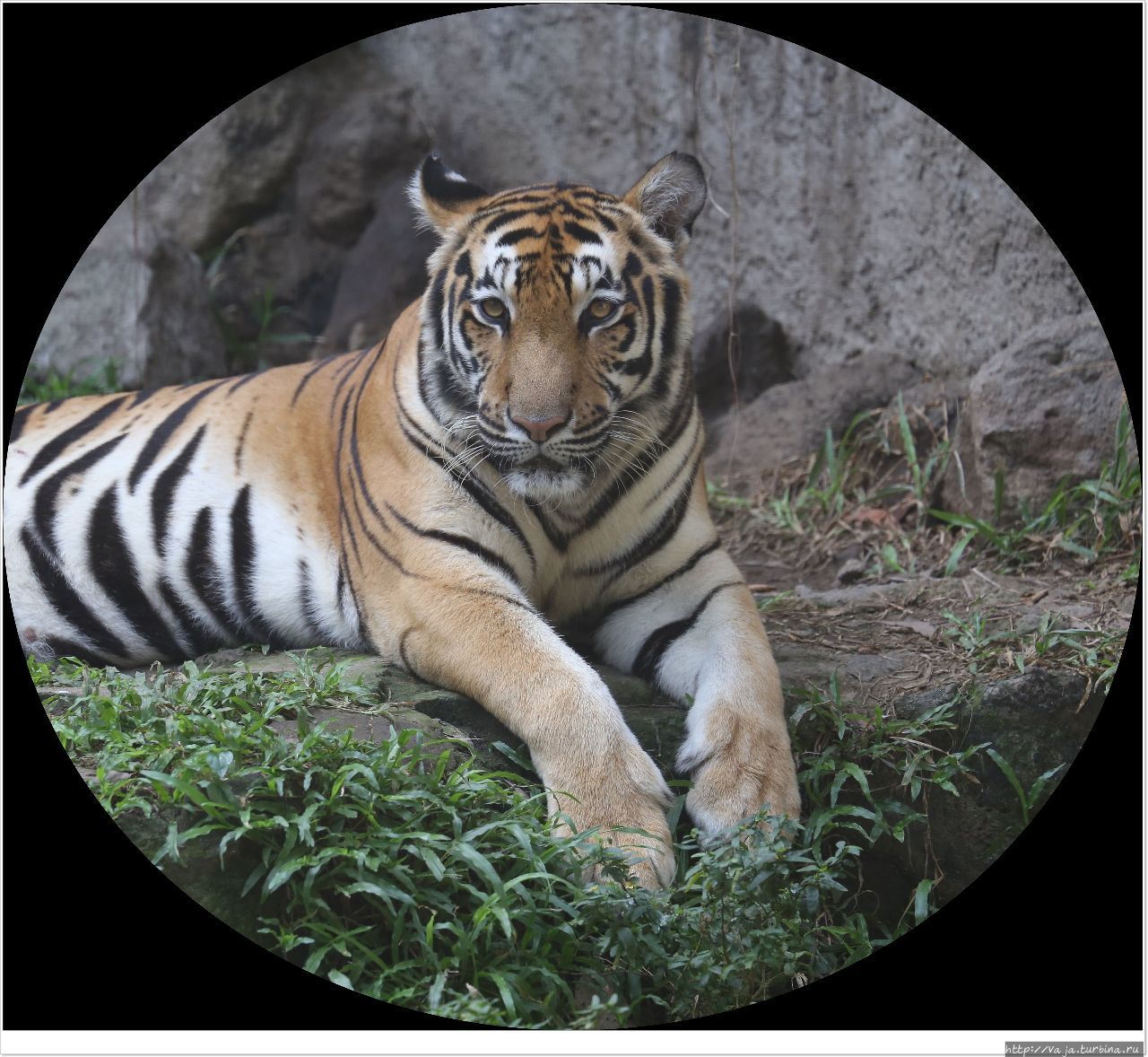 Зоопарк Манилы Манила, Филиппины Зоопарк Манилы Манила, Филиппины