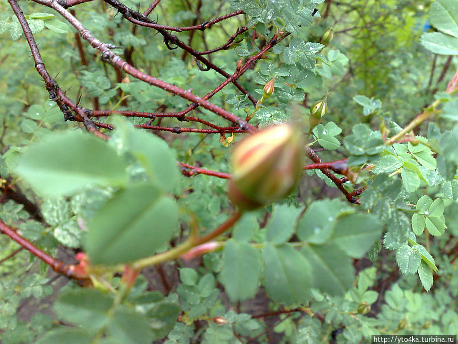 Благодатные капли дождя Раменское, Россия Благодатные капли дождя Раменское, Россия