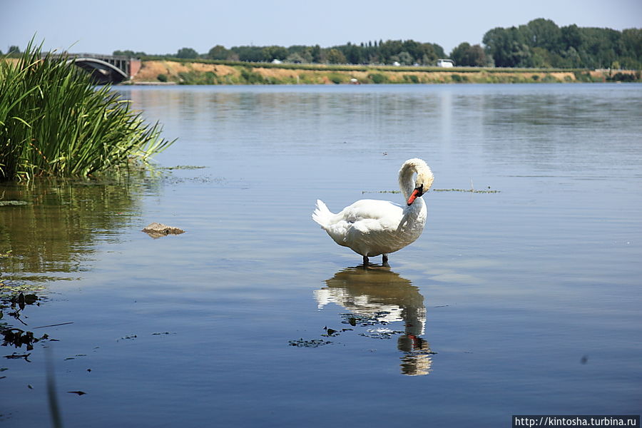 болота Мантуи болота Мантуи