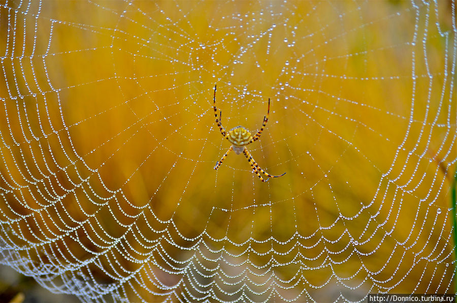 Радужная паутина и всемирные пауки... Торроэлья-де-Монгри, Испания
