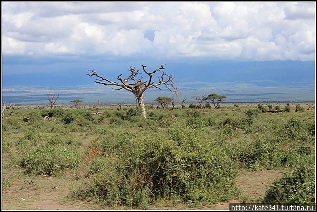 Открытие нового континента. Часть 5. Амбосели Амбосели Национальный Парк, Кения