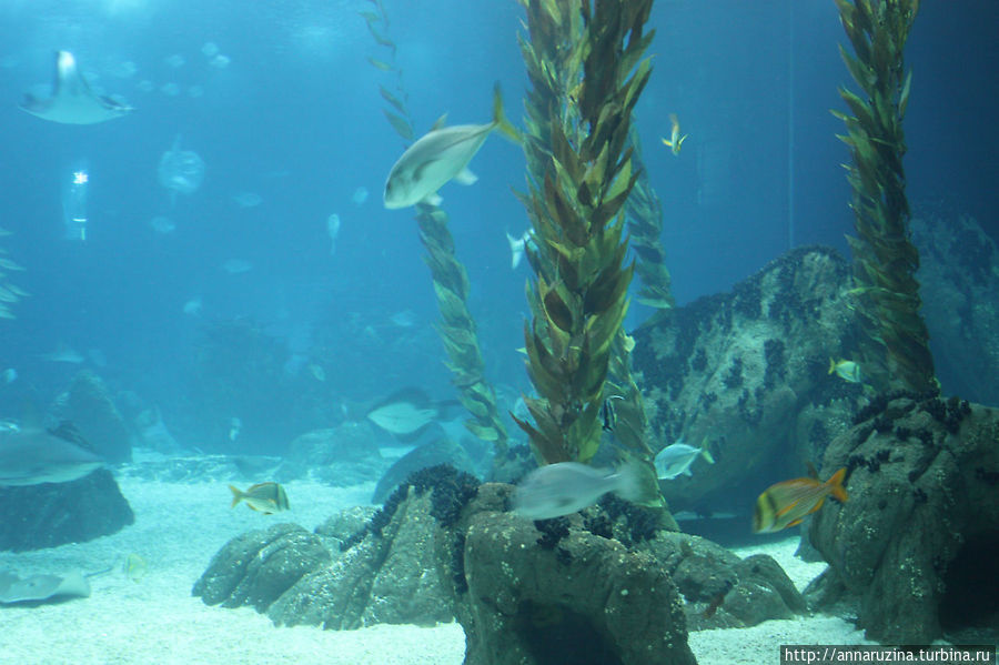 океанариум-большой аквариум Пенише, Португалия