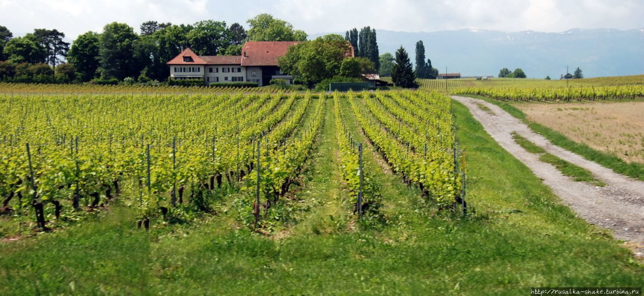 Женевский винный маршрут Дарданьи, Швейцария