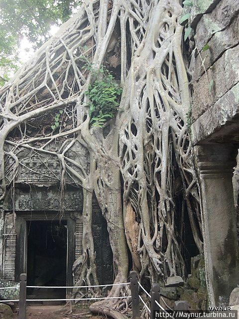 Время и корни деревьев способны разрушить все. Время и корни деревьев способны разрушить все.
