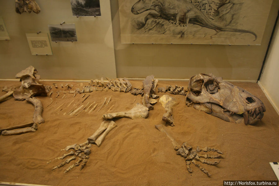 Палеонтологический музей Москва, Россия Палеонтологический музей Москва, Россия