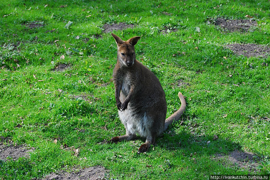 Я думал, что кенгуру — животные крупные. На поверку оказались размером с собаку. Может, климат для них не подходит? Марибо, Дания