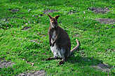 Я думал, что кенгуру — животные крупные. На поверку оказались размером с собаку. Может, климат для них не подходит?