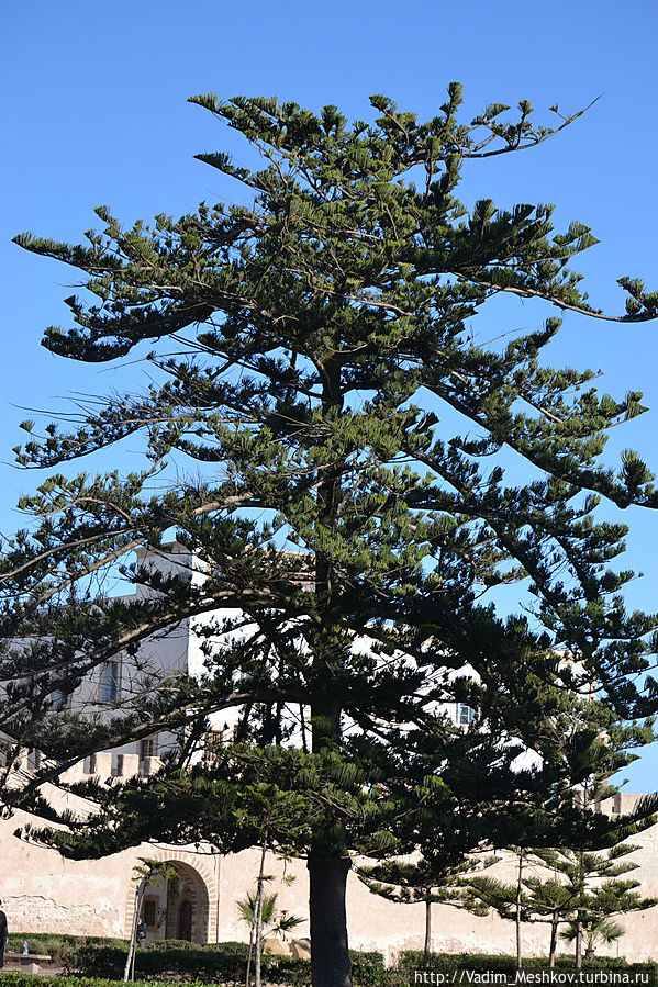 В городе растут араукарии В городе растут араукарии