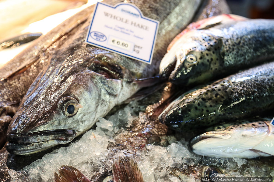 Хоут Хоут, Ирландия Хоут Хоут, Ирландия