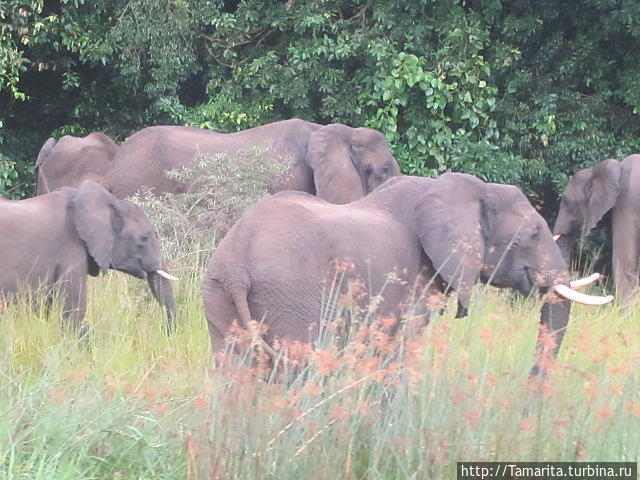 Шокирующая Африка. Обитатели парка Мерчисон и кусачая це-це Мёрчисон-Фоллс Национальный Парк, Уганда
