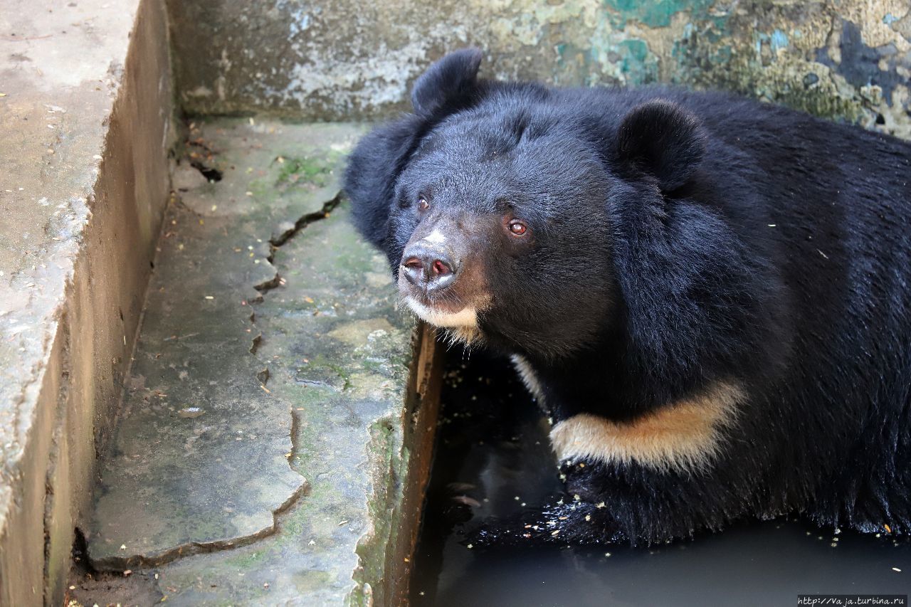 Зоопарк Янгона Янгон, Мьянма Зоопарк Янгона Янгон, Мьянма