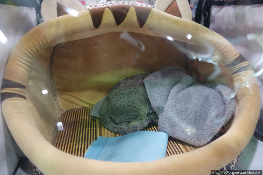 Самые любимые... Южно-Сахалинск, Россия Самые любимые... Южно-Сахалинск, Россия