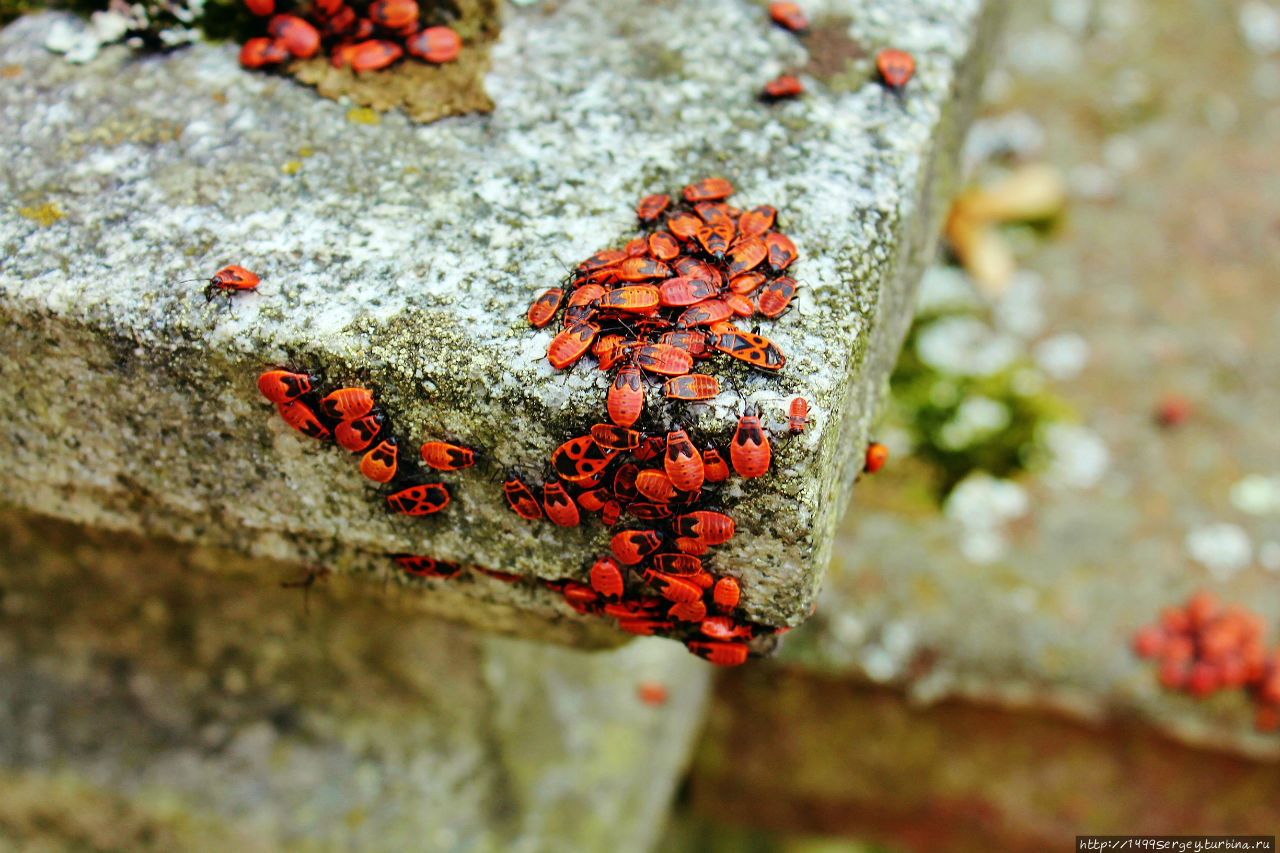 Клоп-солдатик Конопиште, Чехия Клоп-солдатик Конопиште, Чехия