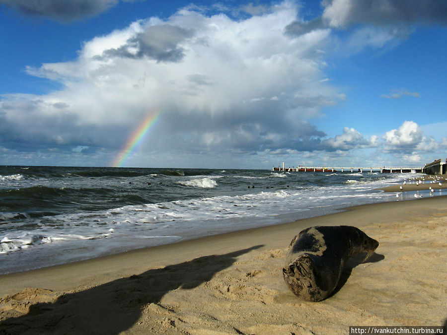 Тюлень здоров и ни в чем не нуждается, он просто тут живет Зеленоградск, Россия