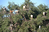 Эти козы были сфотографированы по дороге из Марракеша в Эссуэйру.