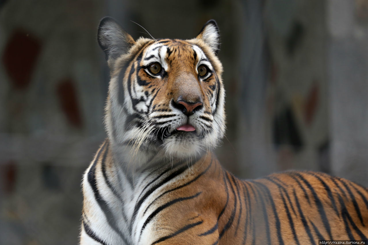 Бенгальский Тигр,есть также пара амурских тигров,и два индонезийских тигра Ханой, Вьетнам